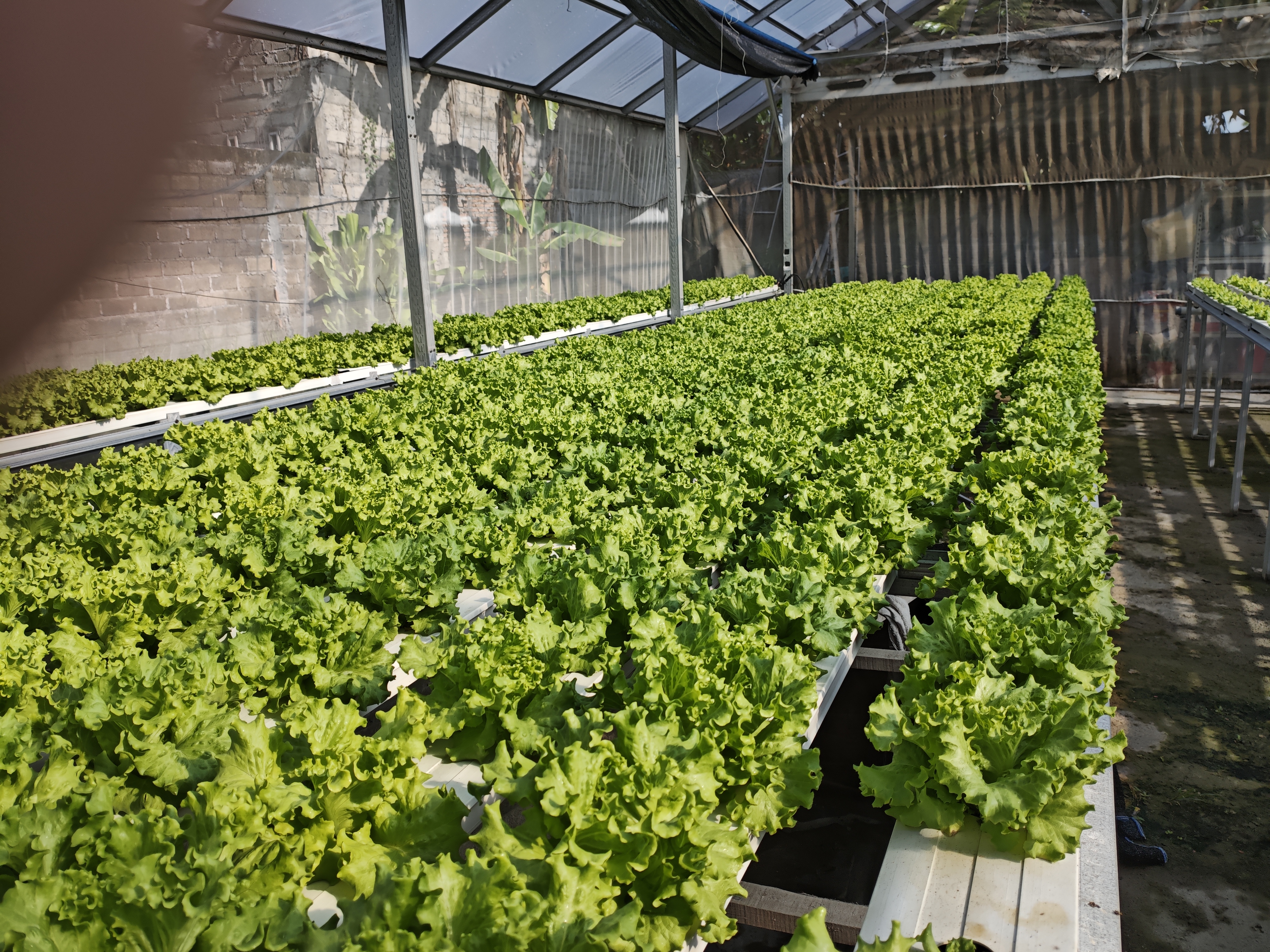 Greenhouse